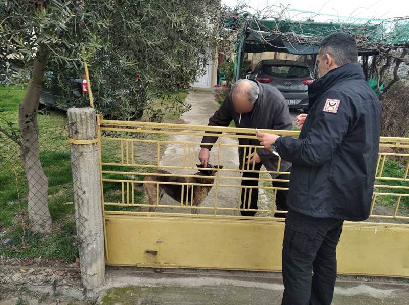 Συνεχίζονται οι έλεγχοι για τα δεσποζόμενα ζώα συντροφιάς